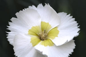 Dianthus 'Key Lime Pie' New 2026
